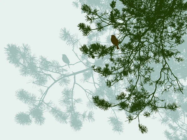Birds Spruce Branches — Stock Vector