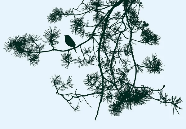 モミ枝に鳥 ベクトル図 — ストックベクタ