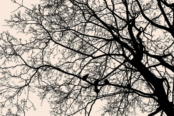 Siluet Soğuk Sezon Içinde Yaprak Döken Ağaç — Stok Vektör
