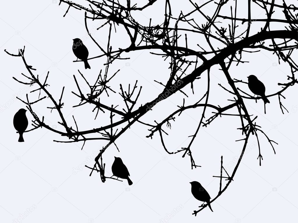 Silhouettes of birds on a branch in winter