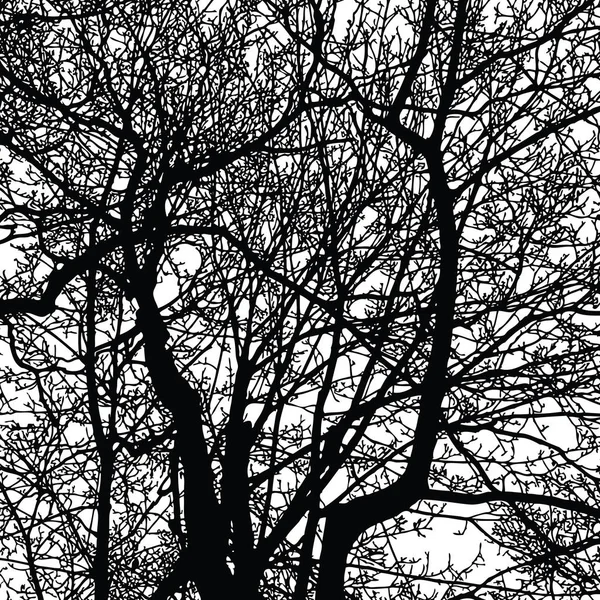 冬の木々 の枝のシルエット — ストックベクタ