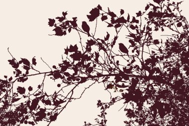  Sonbaharda meyve ağacının dalları siluetleri