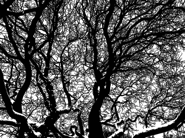 Image Vectorielle Des Branches Arbres Hiver — Image vectorielle