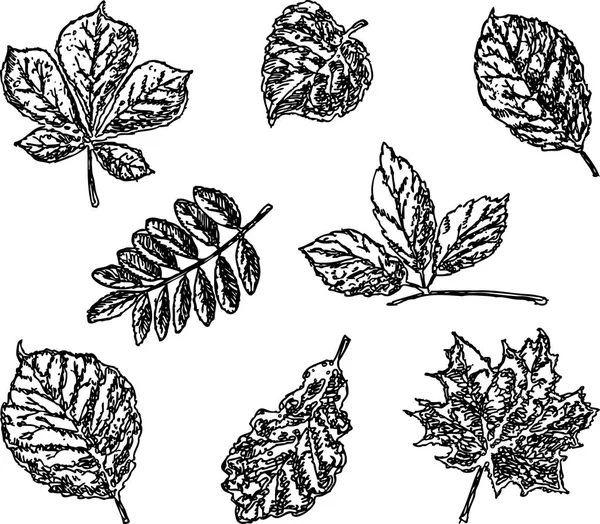Sada Různých Stromů Listí — Stockový vektor