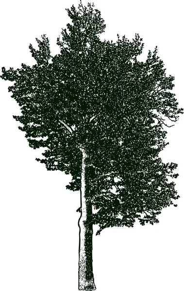 Silhouette Old Tree — Stock Vector