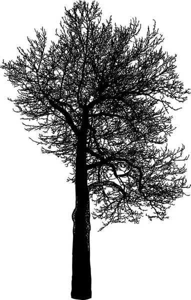 Silhouette Deciduous Tree Winter — Stock Vector