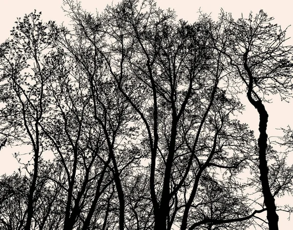Silhouetten Von Laubbäumen Der Kalten Jahreszeit — Stockvektor