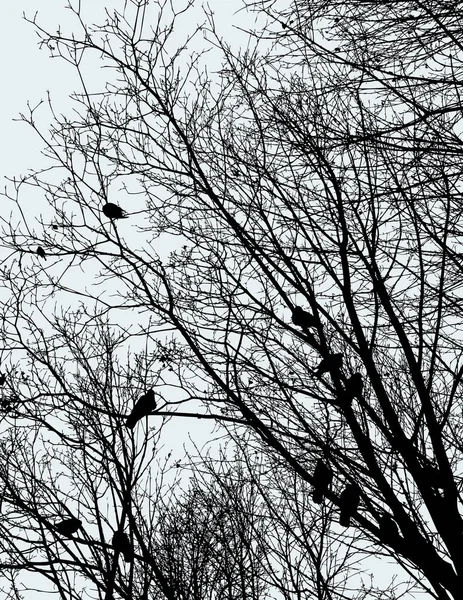 가지에 비둘기의 이미지 — 스톡 벡터
