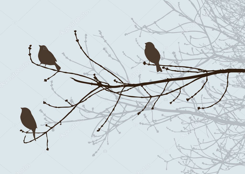 Birds silhouettes on the tree branches