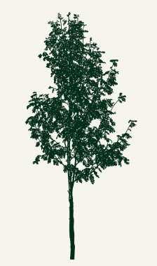 Vektör görüntü küçük rowan ağacı