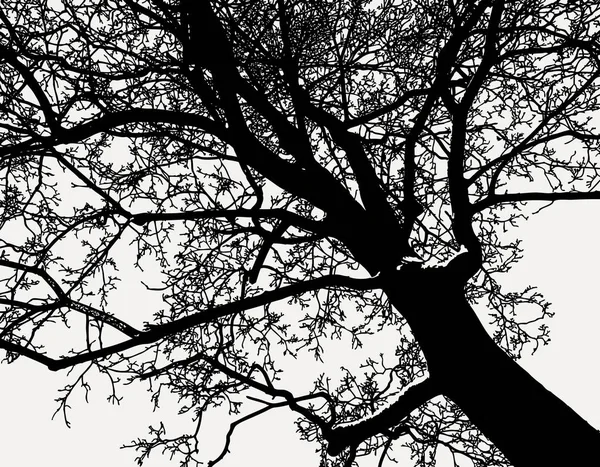 Силуэт Лиственного Дерева Зимой — стоковый вектор