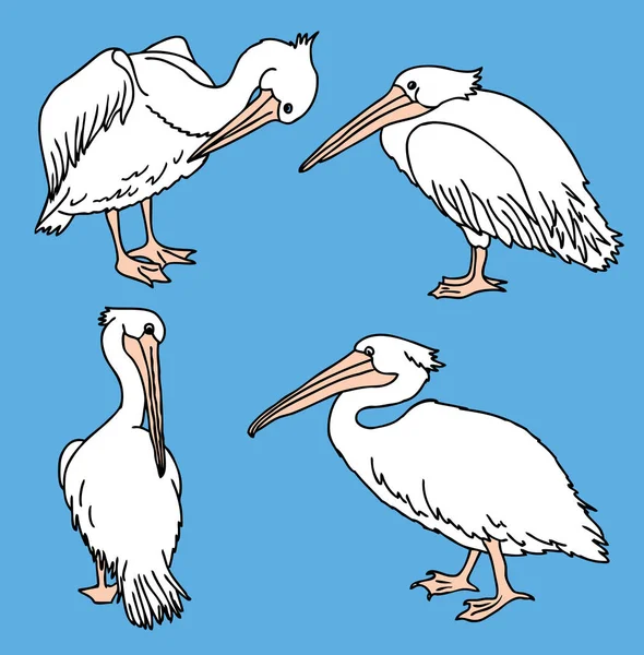 Vector Image Pelicans Various Poses — Stock Vector