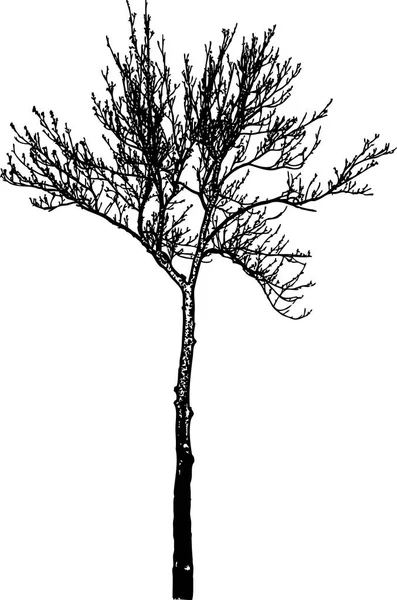 Vektorbild Tree Siluett Vintern — Stock vektor