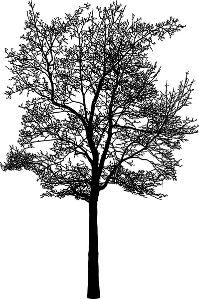 Imagem Vetorial Uma Árvore Caduca Estação Fria — Vetor de Stock