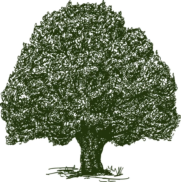 一棵老橡树的手绘 — 图库矢量图片