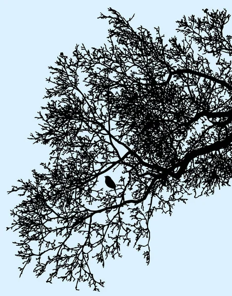 Ağaç Dalları Kışın Siluetleri — Stok Vektör
