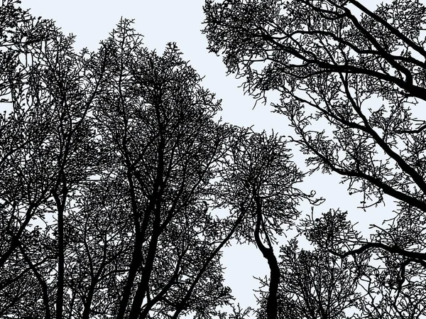 冬の森の木のシルエットのベクトル画像 — ストックベクタ
