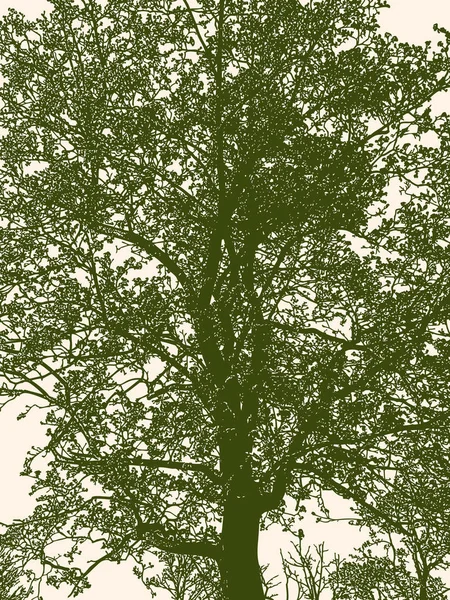 Silhuett Lövfällande Träd Våren — Stock vektor