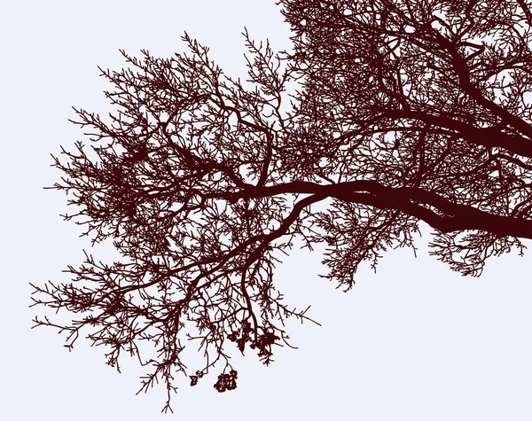 Les Branches Arbre Feuilles Caduques Automne — Image vectorielle
