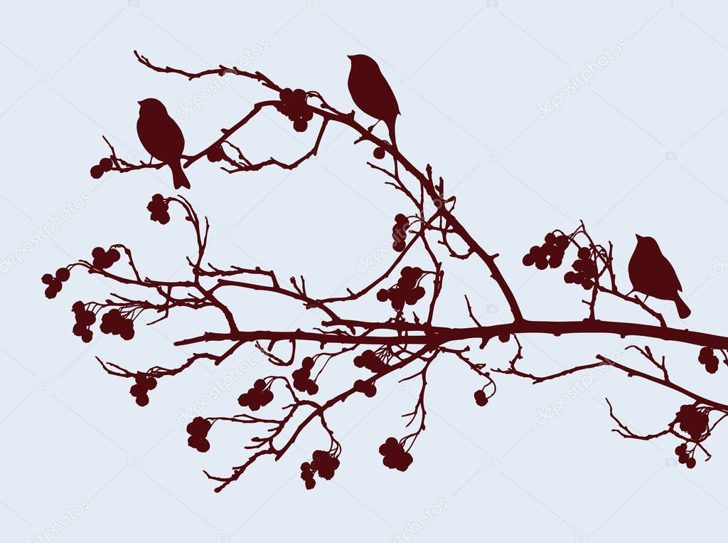 Silhouettes of sparrows sitting on a branch of a fruit tree