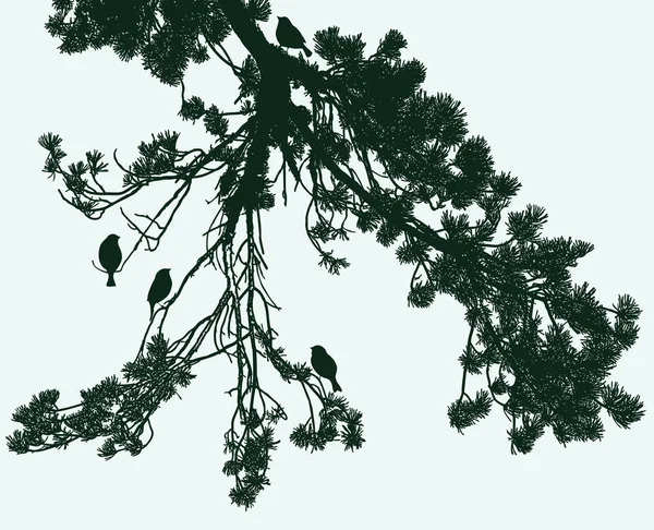 松の枝に座っている雀のシルエットのベクトル画像 — ストックベクタ