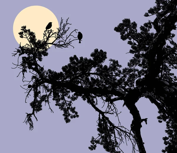 Vektorbild Von Silhouetten Von Kiefernzweigen Mondheller Nacht — Stockvektor