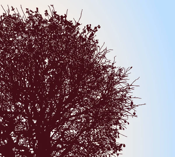 秋天落叶落叶树与蓝天对比的矢量图 — 图库矢量图片