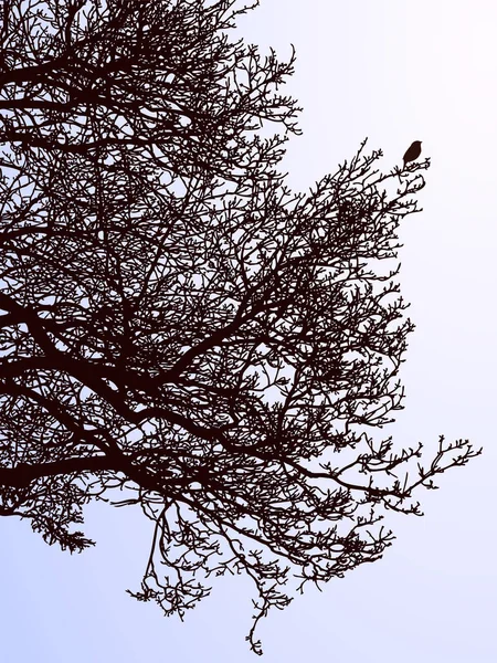 Διάνυσμα Εικόνα Των Κλαδιών Φυλλοβόλο Δέντρο Στο Δάσος Χειμώνα — Διανυσματικό Αρχείο