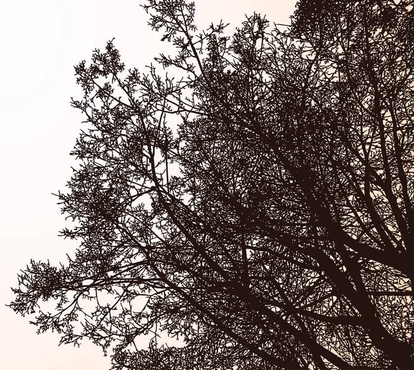 Siluet Ağaç Dallarının Bahar Sabahı Ormanlarındaki Vektör Görüntüsü — Stok Vektör
