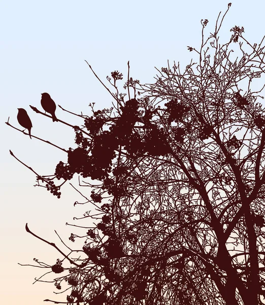 Векторное Рисование Силуэтов Птиц Сидящих Рябиновых Ветвях Осенью — стоковый вектор