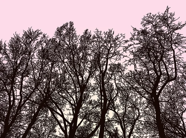 Image Vectorielle Des Silhouettes Des Arbres Tôt Matin Printemps — Image vectorielle