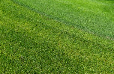 Golf sahasının çim yeşil manikürlü 