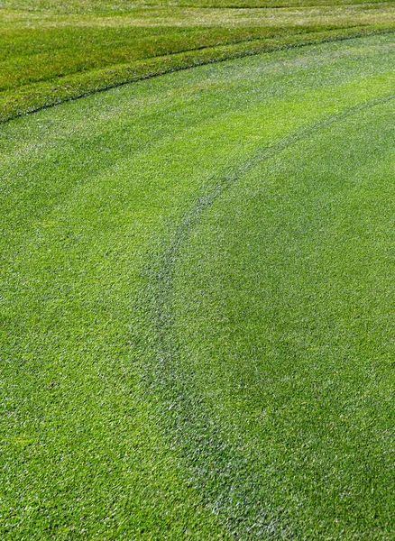 Green manicured grass of golf course