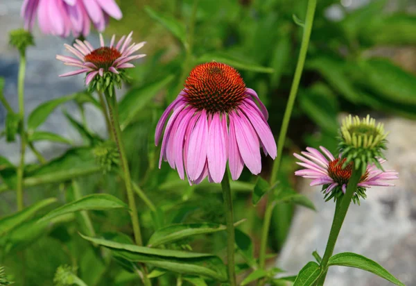 Ekinezya Veya Mor Coneflower Anavatanı Amerikan Otlaklar Uzun Otların Çayır — Stok fotoğraf