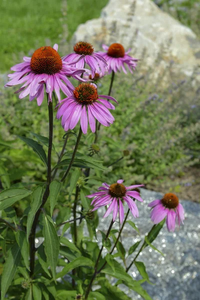 Echinacea Μωβ Coneflower Είναι Εγγενές Στα Αμερικανικά Λιβάδια Και Ψηλή — Φωτογραφία Αρχείου