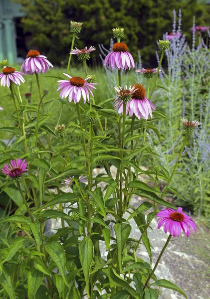 Echinacea Μωβ Coneflower Είναι Εγγενές Στα Αμερικανικά Λιβάδια Και Ψηλή — Φωτογραφία Αρχείου