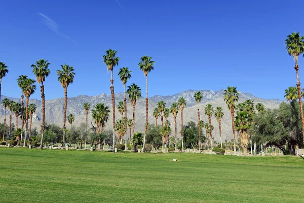 Green manicured grass of golf course and palm trees with blue skies with mountain background