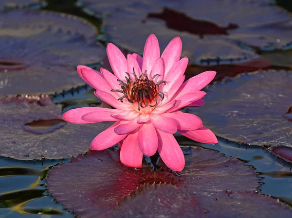 Lotus Flower Lotus Pond Often Symbolic Purity Many Religions Buddhist — Stock Photo, Image