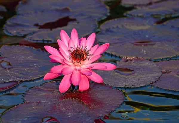 Lotus flower in Lotus pond is often symbolic of purity in many religions, Buddhist Temple in Hong Kong, China