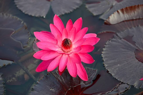 Lotus Flower Lotus Pond Often Symbolic Purity Many Religions Buddhist — Stock Photo, Image