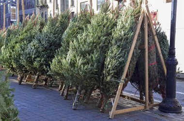 Manhattan New York'taki Caddesi üzerinde Satılık Noel ağaçları kesmek
