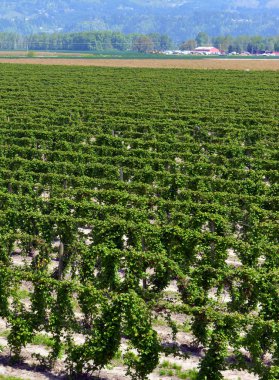 Pasifik Kuzeybatı ABD'de çiftlikte büyüyen üzüm bağı