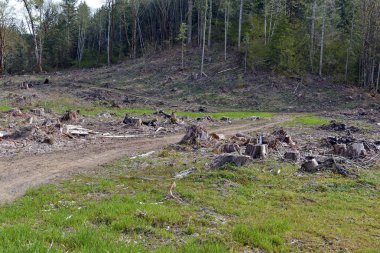 Pasifik Kuzeybatı'da bir zamanlar canlı ormanormansızlaştırma yansıtan kesilen ağaçlar ve ağaç kütükleri açık kesim arazi