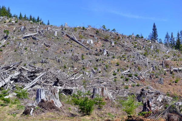 Tierras Claras Árboles Talados Troncos Árboles Que Reflejan Deforestación Bosque — Foto de Stock