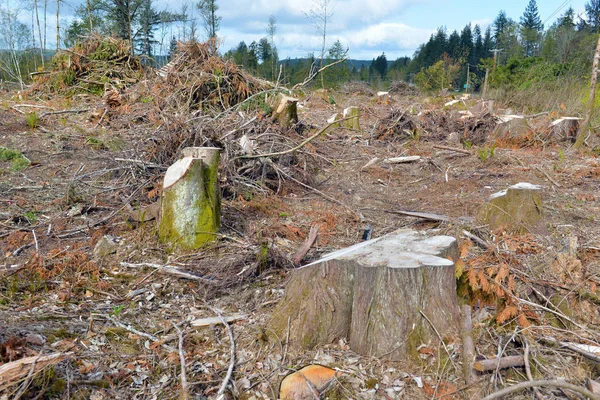 Tierras Claras Árboles Talados Troncos Árboles Que Reflejan Deforestación Bosque — Foto de Stock