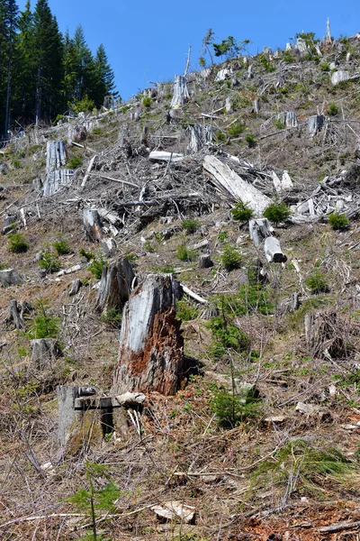 Terra Cortada Clara Árvores Derrubadas Tocos Árvores Que Refletem Desmatamento — Fotografia de Stock
