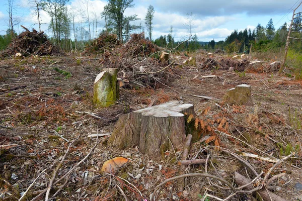 Tierras Claras Árboles Talados Troncos Árboles Que Reflejan Deforestación Bosque — Foto de Stock