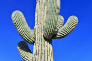 Saguaro Kaktüsü, burada Sonoran Çölü Arizona 'da yetişiyor.