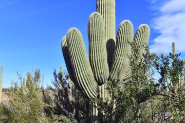 Saguaro Kaktüsü, burada Sonoran Çölü Arizona 'da yetişiyor.