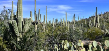 Saguaro Kaktüsü, burada Sonoran Çölü Arizona 'da yetişiyor.
